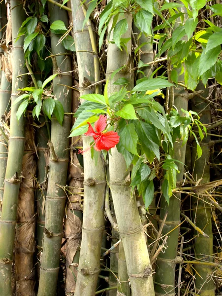 Hibiscus y bambú —  Fotos de Stock