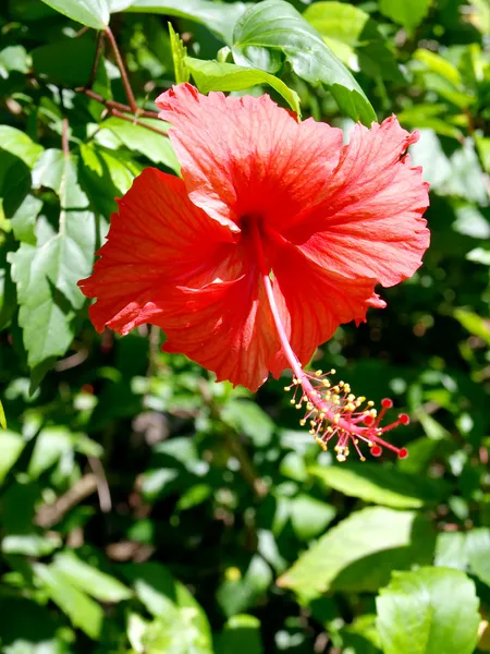 Fiore di ibisco . — Foto Stock