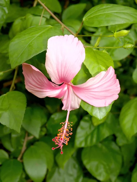 ピンクハイビスカスの花 — ストック写真