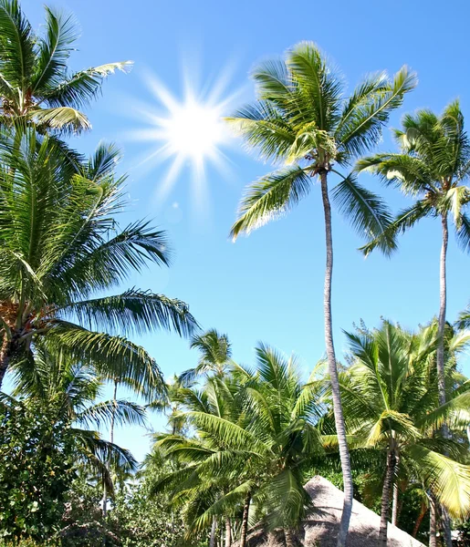 Slunečný den v tropech — Stock fotografie
