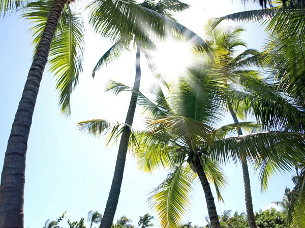 Promienie słoneczne prześwitywać liści palmy — Zdjęcie stockowe
