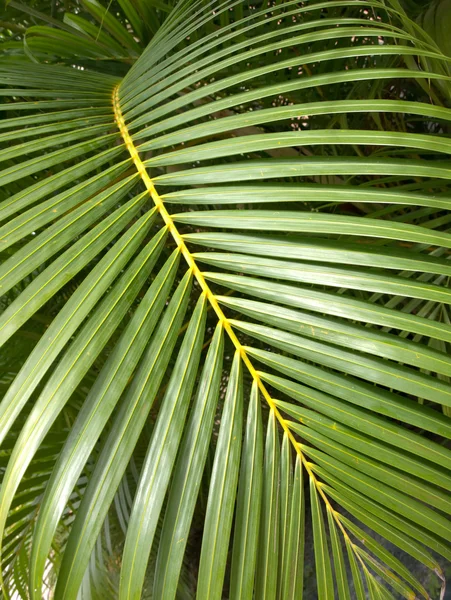 Doku palmiye yaprağı — Stok fotoğraf