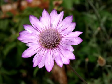 Wild purple flower