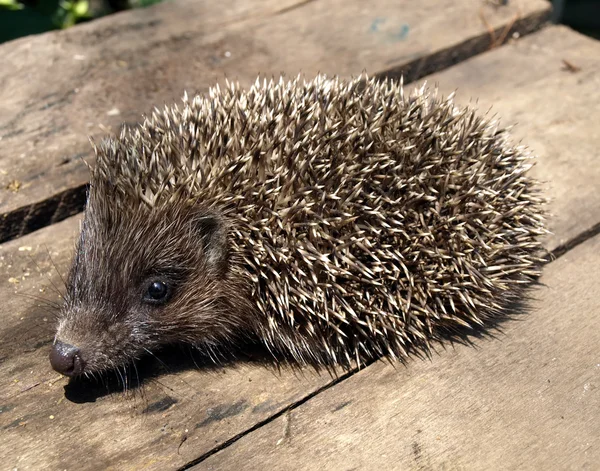 stock image European hedgehog