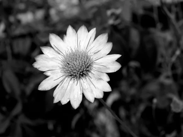 Svart-vit blomma. — Stockfoto
