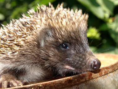 Young European hedgehog clipart