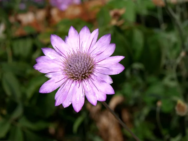 Vilda lila blomma — Stockfoto