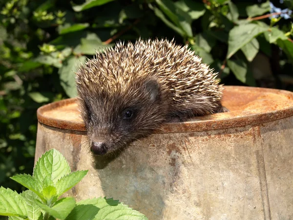 stock image Young European hedgehog