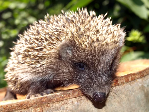 stock image Young European hedgehog