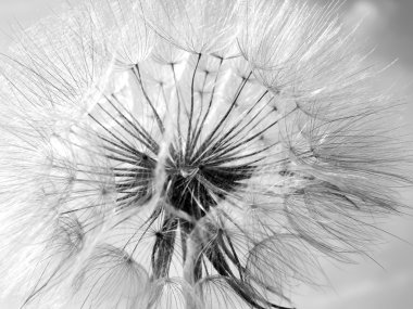 Black and white abstract dandelion