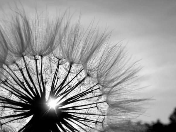 Black and white Dandelion in the sun