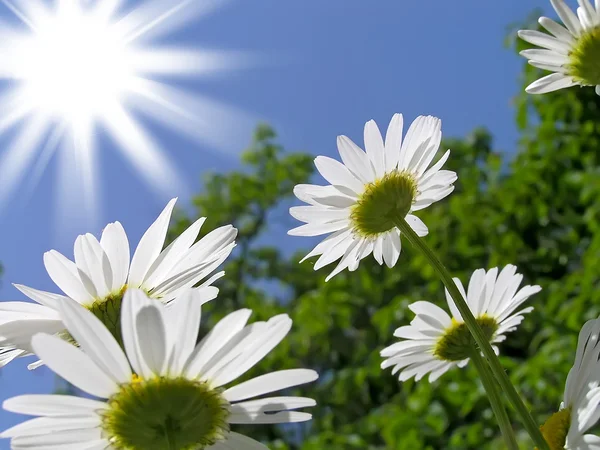 Solen och blommorna är vita prästkragar — Stockfoto