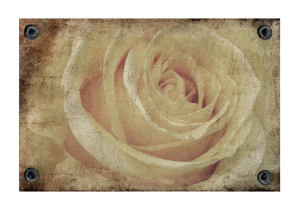 Staré grunge starožitný papír textury se vzorem růže — Stock fotografie