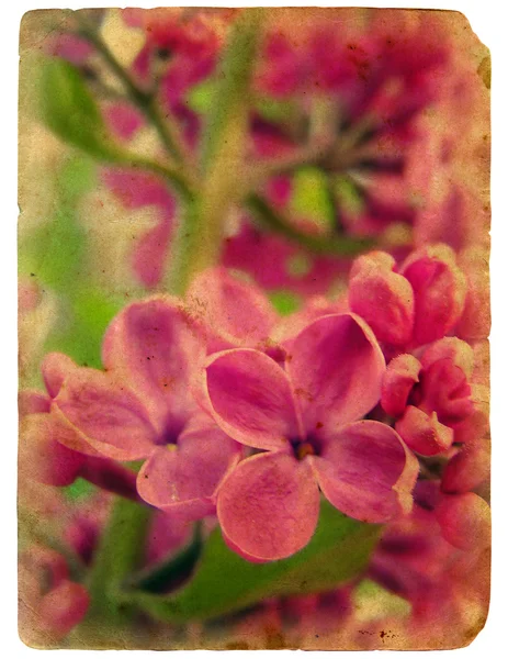 盛开的丁香花。老明信片. — 图库照片