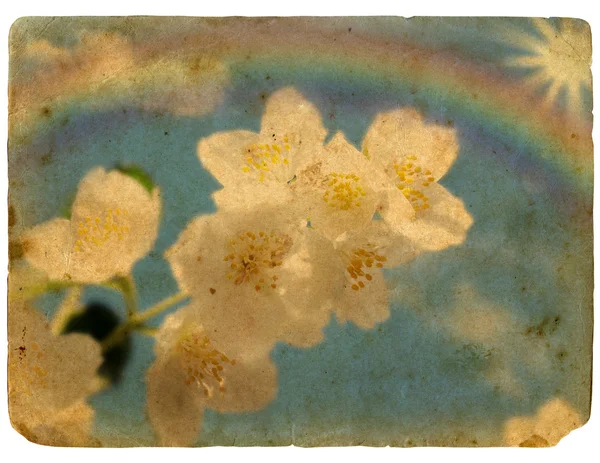 Jasmijn bloemen, regenbogen en zon — Stockfoto