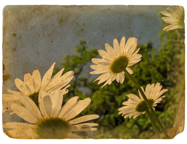 Kwitnących kwiatów rumianku. Stara pocztówka. — Zdjęcie stockowe