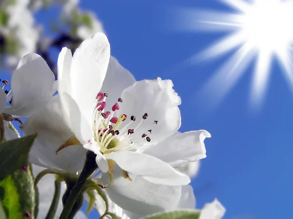 Bahar çiçekli olan elma ağaçlarının — Stok fotoğraf