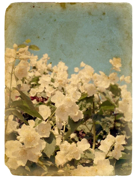 Blühende Blume des Jasmins. alte Postkarte. — Stockfoto