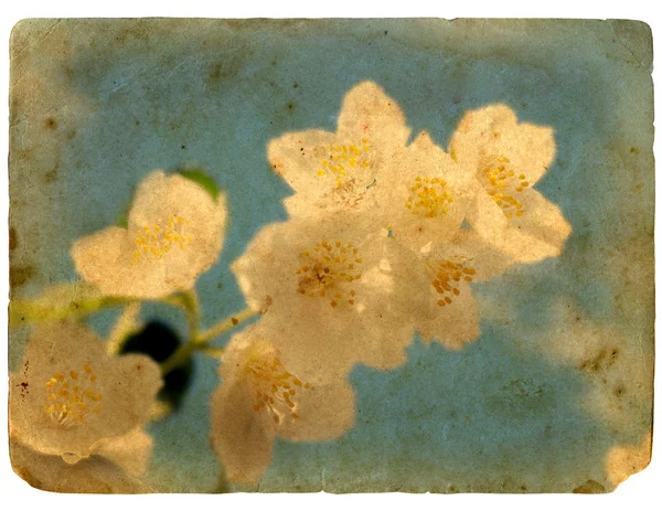 Bloeiende bloem van jasmijn. oude ansichtkaart. — Stockfoto