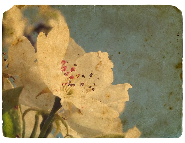 Blühende Blume des Apfelbaums. alte Postkarte. — Stockfoto