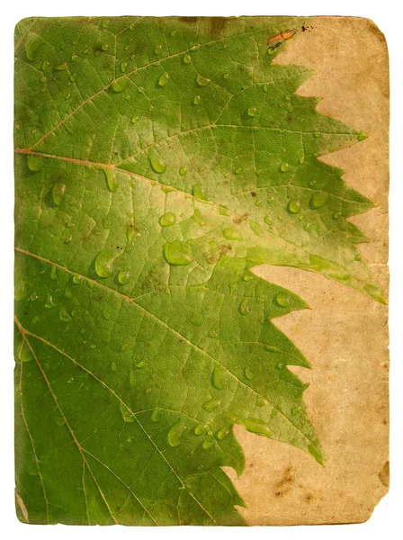 緑の葉のつる。古いポストカード. — ストック写真