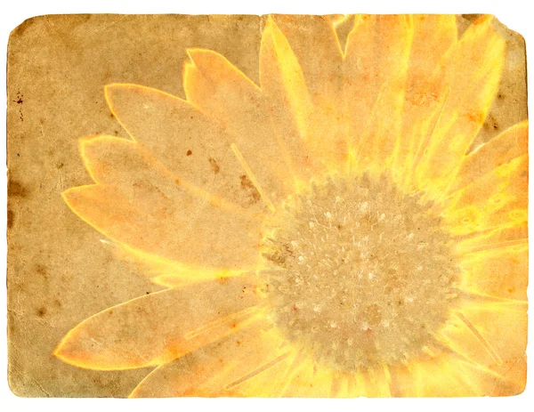 Gele bloem. oude ansichtkaart. — Stockfoto