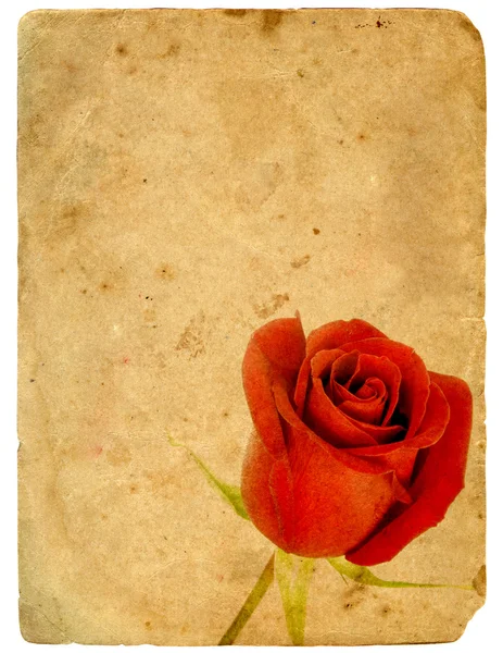 Vörös rózsa. régi képeslap. — Stock Fotó