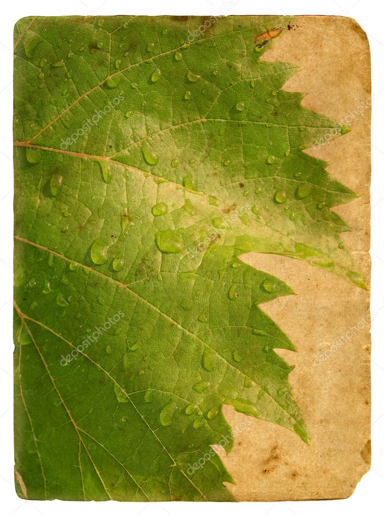 Green leaf vine. Old postcard.