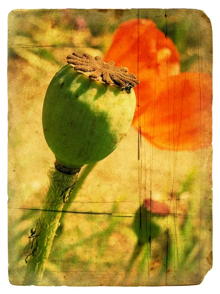 Red Poppy. Cartão postal antigo — Fotografia de Stock