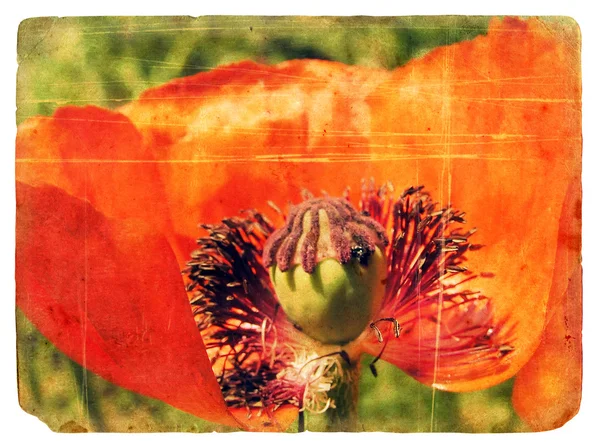 Red Poppy. Cartão postal antigo . — Fotografia de Stock