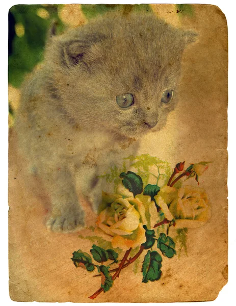Kitten and Roses. Old postcard. — Stock Photo, Image