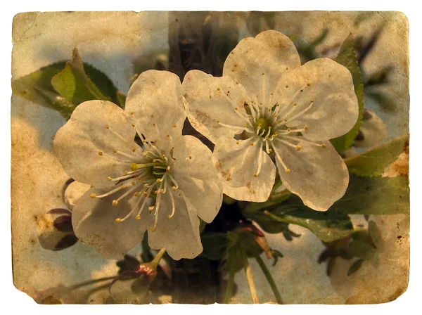 Postal vieja con algunas flores de cerezo . —  Fotos de Stock