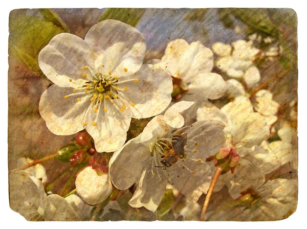Old postcard with a few cherry blossoms. — Stock Photo, Image