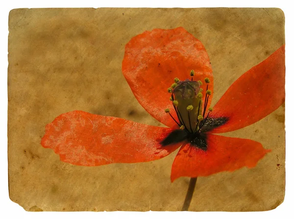 Red Poppy. Cartão postal antigo . — Fotografia de Stock