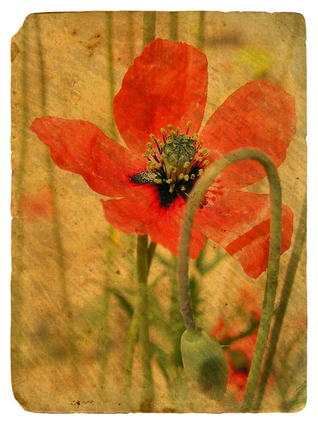 Красная Поппи. Старая открытка . — стоковое фото