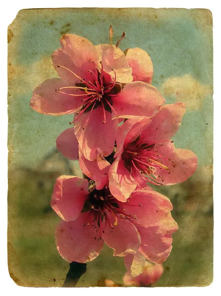 Pfirsichblüte. alte Postkarte. — Stockfoto