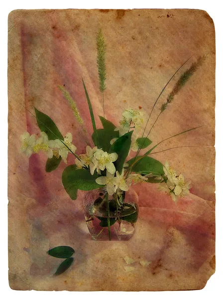 Νεκρή φύση με γιασεμί. παλιά καρτ-ποστάλ. — Φωτογραφία Αρχείου