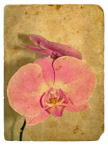 Rosa Orchidee. alte Postkarte. — Stockfoto