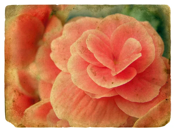 Rosa Blume. alte Postkarte. — Stockfoto