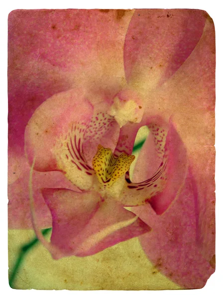 Pembe orkide. eski kartpostal — Stok fotoğraf