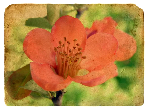 ピンクの花。古いポストカード — ストック写真