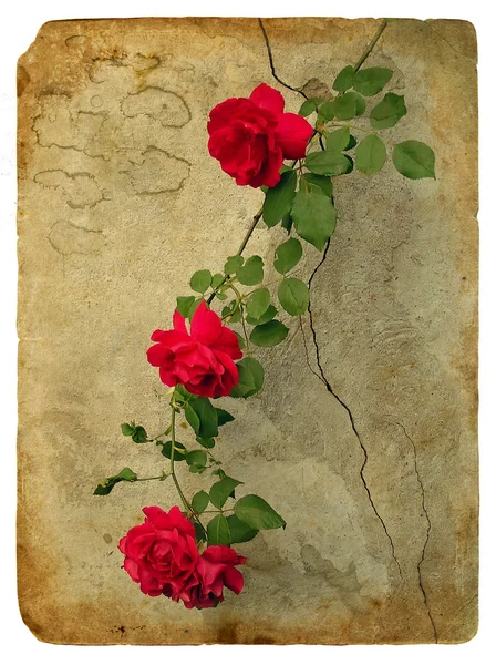 Des roses. Ancienne carte postale — Photo