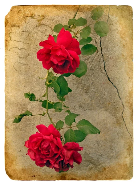 Rosas. Tarjeta postal antigua —  Fotos de Stock
