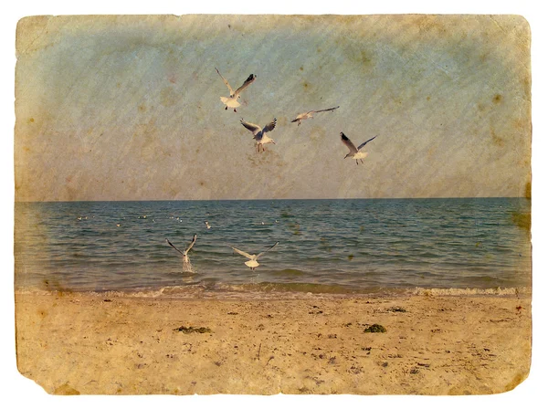 Морской пейзаж с чайками. Старая открытка — стоковое фото