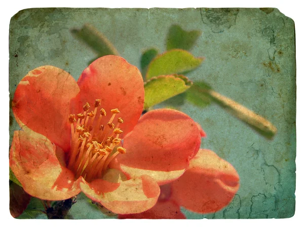 Rosa Blume. alte Postkarte — Stockfoto