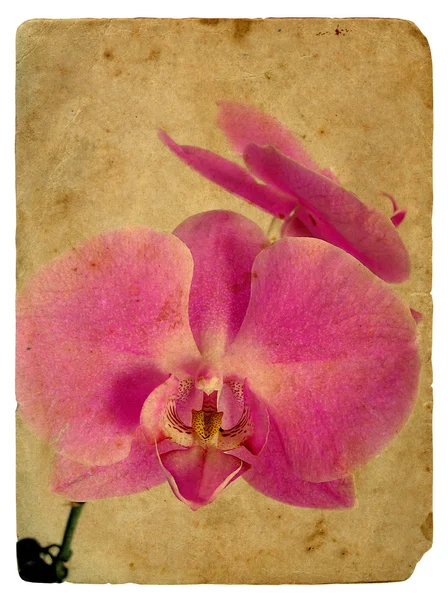 Pink orchid. Gamla vykort — Stockfoto