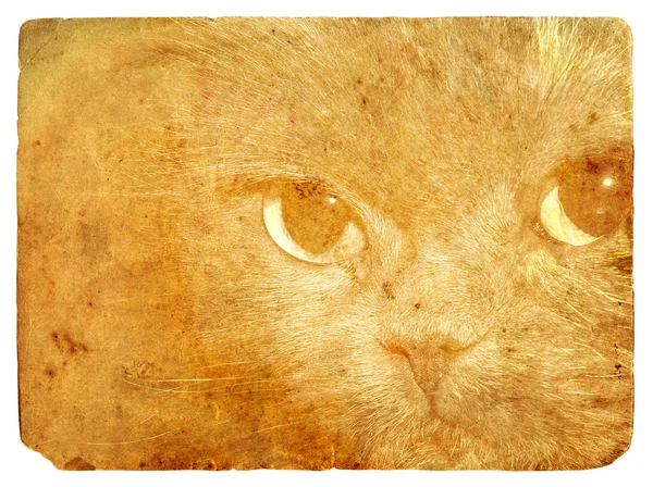 Expresivní kočičí oči. Stará pohlednice. — Stock fotografie