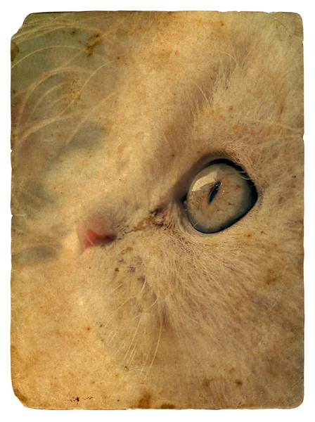 Expresivní kočičí oči. Stará pohlednice — Stock fotografie