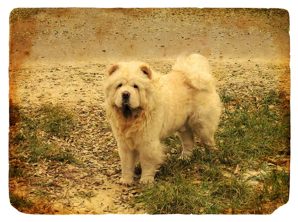 Raça de cães Chow Chow. Cartão postal antigo — Fotografia de Stock