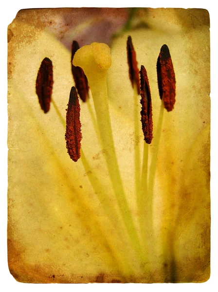 Stempel und Staubgefäße einer Lilie. alte Postkarte. — Stockfoto